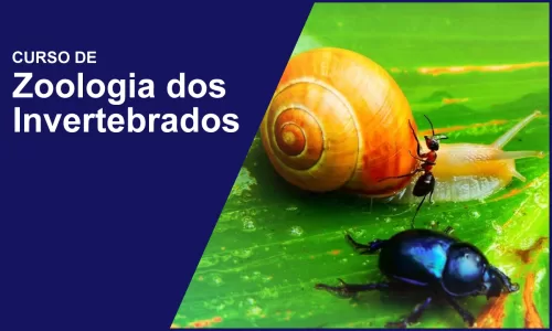 miniatura do curso