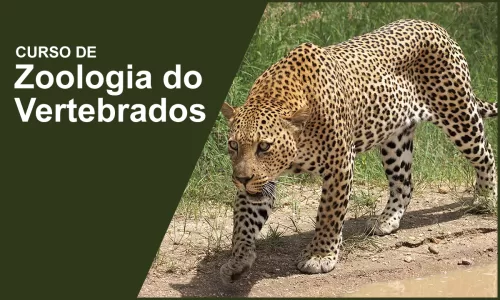 miniatura do curso